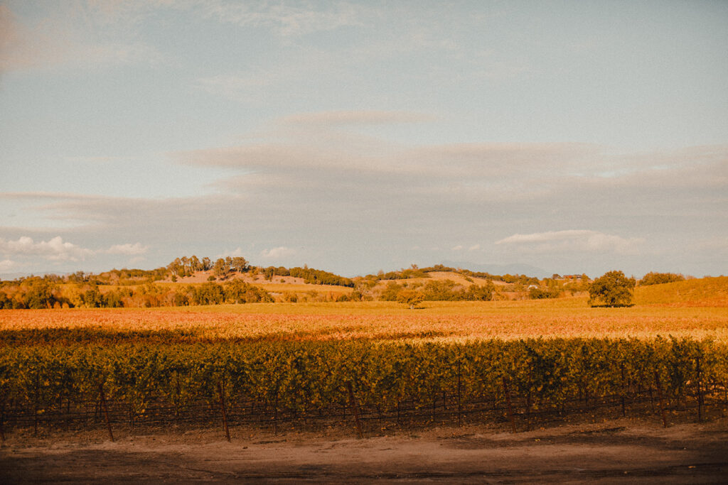 Sunset portraits of the vineyards at an intimate Sonoma wedding in Sonoma Valley.